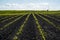 Rows of corn sprouts beginning to grow. Young corn seedlings growing in a soil. Agricultural concepts.