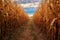 rows of corn stalks with a clear path from harvesting