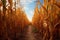 rows of corn stalks with a clear path from harvesting