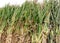 Rows of corn stalks cut and tied for people to bring home to decorate for the fall