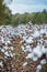 Rows of Cotton Ready for Harvest