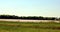 Rows of crayfish traps in a rice field in south Louisiana