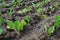 Rows of crops of young cabbage culture planted in a rural agriculture field.