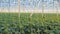 Rows of cucumber plants growing in a large greenhouse. Modern agriculture concept.