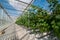 rows of cucumbers in a modern greenhouse, growing vegetables, designs made of glass