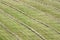 Rows of cut hay windrow