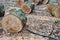 Rows of cut tree trunks on forest floor