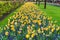 Rows of daffodils, bluebells and tulips flowers