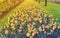 Rows of daffodils, bluebells and tulips flowers