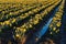 Rows of daffodils in muddy field