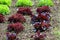 Rows of dark red leaf Lettuce or Lactuca sativa annual plants planted in local urban garden surrounded with wet soil and other