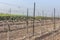 Rows of dry wood vineyard at winter with bare ground