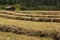 Rows of drying grass hay with wooden barn