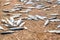 rows of drying mackerel or saba fish on the road by the ocean in an Indian village. poor areas of goa