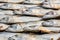 rows of drying mackerel or saba fish on road by ocean in Indian village. poor areas of goa