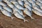 rows of drying mackerel or saba fish on road by ocean in Indian village. poor areas of goa