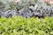 Rows of eco cabbage and mangold on a field