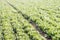 Rows of Endive plants in the field of a vegetable growing business