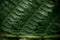 Rows of fern leaves in the Austrian forest, macro photography