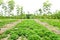 Rows on the field agricultural composition, Coleus parvifolius