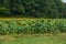 Rows of finished and blooming sunflowers together