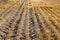 Rows on a finished farm field in the autumn