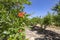 Rows of flowering pomegranate trees with red flowers against a blue sky