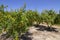 Rows of flowering pomegranate trees with red flowers against a blue sky