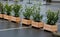 rows of flowerpots made of natural spruce boards. in the parking