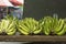 Rows of fresh green bananas on the table