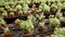 Rows of fresh herbs melissa and mint
