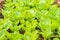 Rows of fresh lettuce plants on a fertile field