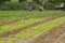 Rows of fresh organic vegetables growing at the farm
