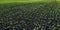 Rows of fresh soy plants on the field in spring, selective focus