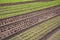 Rows of fresh young green and red lettuces.