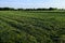 Rows of freshly cut field grass. Haymaking. Rural landscape