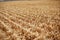 Rows of freshly harvested corn stubble