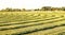 Rows of freshly wind rowed alfalfa hay.