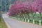 Rows of full-bloomed Cherry blossom trees side road in Doi Ang Khang at Chiang Mai, Thailand