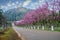 Rows of full-bloomed Cherry blossom trees side road in Doi Ang Khang at Chiang Mai, Thailand