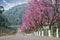 Rows of full-bloomed Cherry blossom trees side road in Doi Ang Khang at Chiang Mai, Thailand