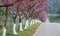 Rows of full-bloomed Cherry blossom trees side road in Doi Ang Khang at Chiang Mai, Thailand