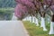 Rows of full-bloomed Cherry blossom trees side road in Doi Ang Khang at Chiang Mai, Thailand