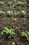 Rows in the garden with greenery growing. Close-up photo