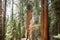 Rows of Giant Sequoia trees in forest in Sequoia National Park