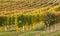 Rows of golden grape in vineyard