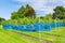 Rows of grape plants in dutch vineyard