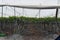 Rows of grape trees growing in a greenhouse
