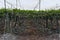 Rows of grape trees growing in a greenhouse
