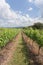 Rows of grape trees before harvesting in the Hua Hin vineyard, T